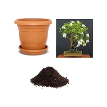 Ithal Bodur Beyaz Gül Bonsai Ağacı Tohumu Ekim Seti