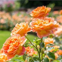 Videolu Turuncu Pompon Gül Fidanı 10-15 Cm Saksılı/tüplü Yediveren Gül Aşılı Güller Orange Rose