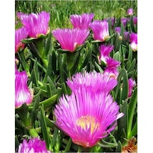 Videolu Yer Örtücü 45 Adet Mezarlık Çiçeği Kazayağı Bitkisi 10-25cm Saksılı Columbine Flower
