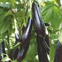 Ata Tohumları Geleneksel Uzun Leziz Yemesi Olan Aydın Siyahı Patlıcan Tohumu 70 Tohum