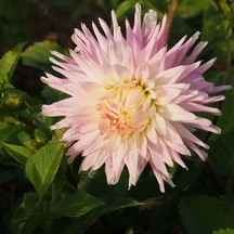 Pembe Renk Kiev Dahlia Yıldız Çiçeği Yumrusu (1 Adet)