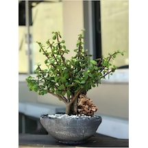 Bereket Çiçeği Portulacaria Afra Saksılı Canlı Bitki, 15-25 Cm, Kolay Bakım Çok Renkli