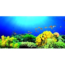 Kanki Pet Akvaryum Arka Fon Yapıştırma 105x52 Cm Kp10552027