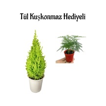 Çok Avantajlı Limon Kokulu Salon Limon Çamı Sevgililer Gününe Özel Tül Kuşkonmaz Hediyeli