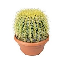 10 Adet Tohum Kaktüs Çiçeği Top Kaktüs Skulent Kaktüs Saksı Topra