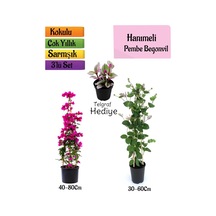 Pembe Begonvil+kokulu Hanımeli Çiçeği+telgraf Çiçeği Hediyeli 3'lü Peyzaj Seti