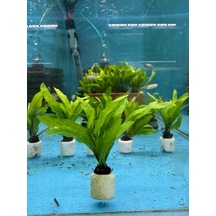 Java Fern Microsorum Pteropus Narrow L120