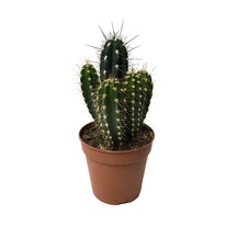 Neocardinazia Herzogiana - Kaktüs N11.642