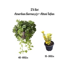 Amerikan Duvar Sarmaşığı+altuni Taflan 2'li Set Çit Bitkisi Fidanı Bahçe Bitkileri