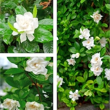 Videolu 1 Adet Çiçekli Yoğun Kokulu Gardenya Çiçeği 20-30 Cm Saksılı Iç Mekan Bitkileri Gardenia