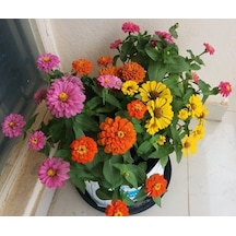 Zinnia Tohumu Zinnia Elegans Saksı Toprak Seti