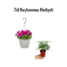 Sevgililer Gününe Özel Askılı Pembe Petunya Çiçeği Tül Kuşkonmaz Hediyeli