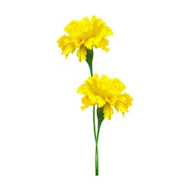 Kokulu Sarı Karanfil Çiçeği Fidanı 30-45 Cm Saksılı Çiçekli Bodur Bitkiler Yellow Carnation