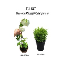 Beyaz Kartopu Çiçeği Viburnum 40-60cm +çalı Şimşiri 2'li Set Saksılı Bahçe Bitkisi
