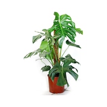 Monstera Yosun Gövdeli 2 Adet Deve Tabanı 80-100 Cm 2452
