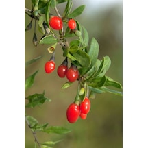 Gojiberry Fidanı 1 Adet