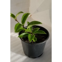 Mum Çiçeği Pembe-beyaz Çift Renk Ev Salon Bitkisi 10-15cm
