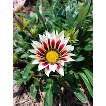 Videolu 10'lu Beyazlı Pembeli Gazanya Çiçeği Fidanı 15-25 Cm Tüplü Çiçekli Bodur Bitkiler Gazania