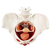 Pelvik Taban Kasları Ve Pelvik Organlar, 4. Ve 5. Lomber Omurlar İle Kadın Pelvis Maketi, 8 Parçalı - Kadın Pelvis Modeli 01