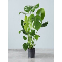 Videolu Deve Tabanı Çiçeği 1 Adet Saksılı 60-100cm Iç Mekan Salon Bitkisi Monstera Deliciosa
