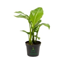Strelitzia Cennet Kuşu Çiçeği 1 Adet Saksılı 10-30cm Mini Boy Starliçe Çiçeği