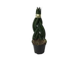 Sansevieria Gevlochten (Paşa Kılıcı) Ø5,5 CM Y10-15 CM