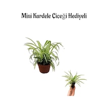 Hediyelik Kurdele Çiçeği Anneler Gününe Özel Mini Kurdele Çiçeği