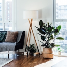 Kauçuk Ficus Elastica 40- 60 Cm 2 Adet