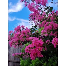 Favori Ürün Pembe Çiçekli Oya Ağacı Fıdanı 30 60 Cm 1 Adet Saksılı Dış Meka Lagerstroemia Indica