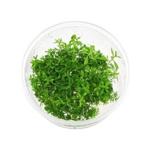 Proserpinaca Palustris Cuba In Cup Canlı Bitki