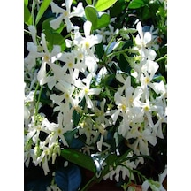 Kokulu 1 Adet Beyaz Arap Yasemini Çiçeği Fidanı 50-100cm Saksılı Arabian Jasmine