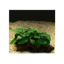 Tr Anubias Barteri Var 5-6 Yapraklı Kök Canlı Bitki