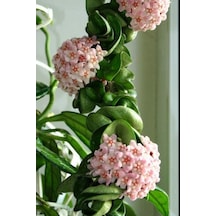 15 Adet Tohum Nadir Bulunan Japon Gülü Hoya Kornosa Mum Çiçeği Tohumu Sarmaşık Mum Çiçek