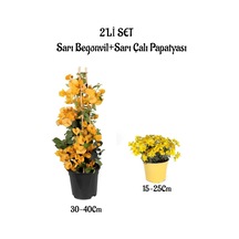 Sarı Renk Begonvil Çiçeği +sarı Çalı Papatyası Çiçeği 2li Set Dış Mekan Bitkisi Begonvillia Daisy