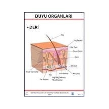 Duyu Organları Levhası Deri