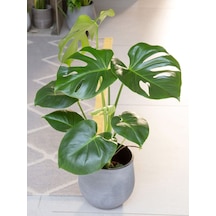 Deve Tabanı 30-50 Cm Monstera Deliciosa Küçük Boy