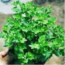 Saksıda Kasımpatı Çiçeği Chrysanthemum Beyaz 10-20 Cm