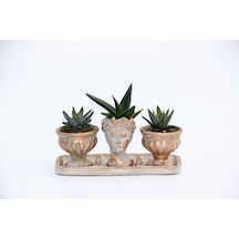 Trio Helen Orange Sukulent Seti - Haworthia Pumila. Aloe Ferox