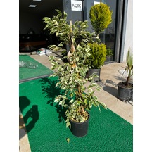 Ficusbenjamin