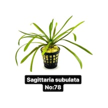 Sagittaria Subulata No:78