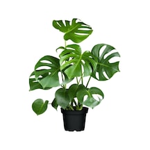Videolu 1 Adet Deve Tabanı Çiçeği Bitkisi 40-50 Cm Saksılı Iç Mekan Bitkileri Monstera Deliciosa