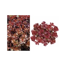 Kırmızı Sedum 10 Adet - Yer Örtücü Çok Yıllık Bitki