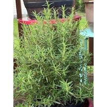1 Adet Saksılı Biberiye Rosmarinus Officinalis