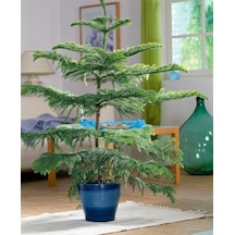 Arokarya Çamı Salon Çamı 80 Cm 2 Adet
