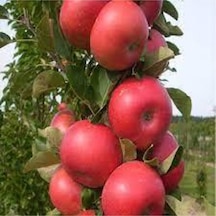 5 Adet Tohum Amasya Elma Tohumu Sert Sulu Elma Tatlı Yayla Elması Tohumu Sürpriz Hediye Tohum..