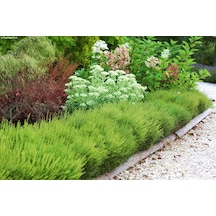 HANIMELİ ÇİT BİTKİSİ 5 ADET 'Lonicera Nitida'