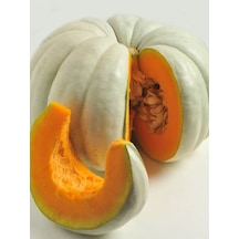 +20 Adet Bal Kabağı Tohumu