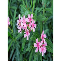 Videolu Pembe Çiçekli Zakkum Fidanı 60-100 Cm 2 Adet Tüplü Dış Mekan Ağaçları Pink Oleander