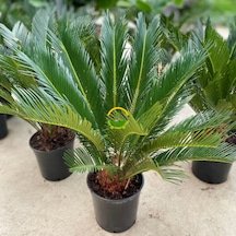Sikas Bitkisi 'cycas Revoluta'