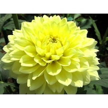 Serada Decor Plant Sarı Dahlıa Yıldız Çiçeği 20 60 Cm